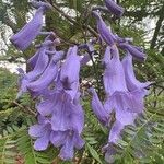 Jacaranda mimosifolia Цвят