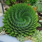 Aloe polyphylla Blad