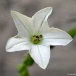 Nicotiana quadrivalvis Flor