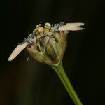 Nigella nigellastrum 花