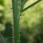 Caperonia palustris Bark