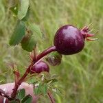 Rosa spinosissima Vrucht