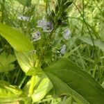 Veronica anagallis-aquatica Feuille