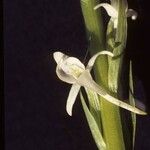 Platanthera elegans Flor