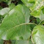 Populus deltoides Blad