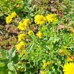 Senecio squalidus Fula