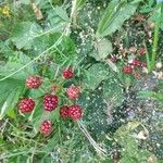 Rubus occidentalis Fruit