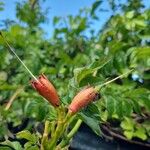 Campsis radicans Flor