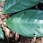 Coelocaryon preussii Hoja
