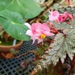 Begonia serratipetala Virág