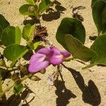 Canavalia rosea Blüte