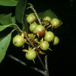 Ternstroemia dentata Gyümölcs