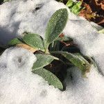 Stachys byzantina Leaf