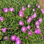 Delosperma sutherlandii Habitatea