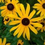 Rudbeckia fulgida Цвят