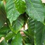 Coffea stenophylla Folla