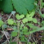 Sibthorpia europaea Leaf