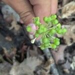 Allium tricoccum Fruit