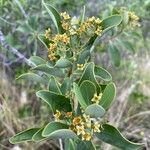 Santalum paniculatum Flower