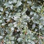 Ilex cornuta ഇല