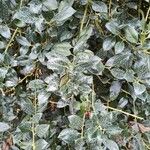 Ilex cornuta Blatt