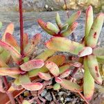 Crassula atropurpurea Habit