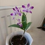 Dendrobium victoriae-reginae ഇല