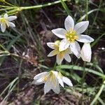 Nothoscordum bivalve ফুল