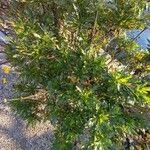 Euryops chrysanthemoides Folio
