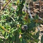 Rhamnus staddo Leaf