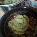 Aeonium aureum 葉