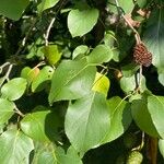 Alnus cordata Fuelha