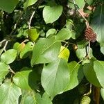 Alnus cordata Leaf