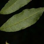 Trymatococcus oligandrus Лист