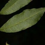 Trymatococcus oligandrus Leaf