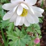 Anemone apennina Flor