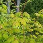 Acer circinatum Blad