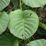 Decalobanthus peltatus Leaf