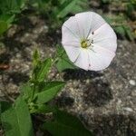 Convolvulus arvensisFlower