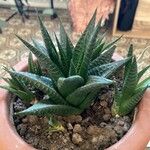 Haworthia limifolia Leaf