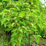 Actinidia melanandra