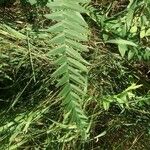 Astragalus alopecurus 葉