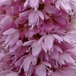 Bistorta officinalis Bloem
