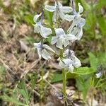 Delphinium tricorne Flower