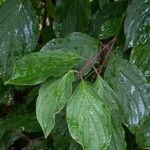 Cornus sanguinea Leaf