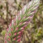 Trifolium angustifolium Blodyn