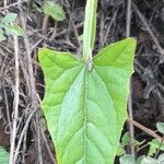 Onoseris alata Leaf