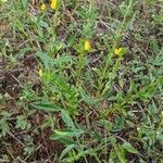 Zornia latifolia Hábito