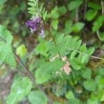 Vicia sepiumFlower