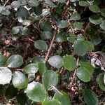 Hemionitis rotundifolia Leaf